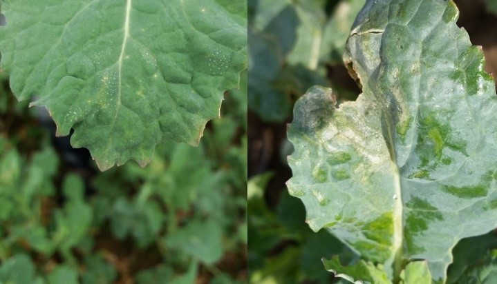 Initial and subsequent foliar symptoms of light leaf spot.
